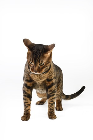 Bengal cat on a white backgroundの写真素材