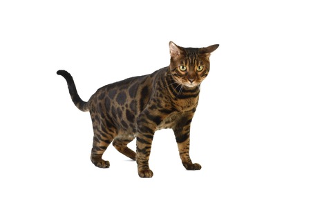 Bengal cat on a white backgroundの写真素材