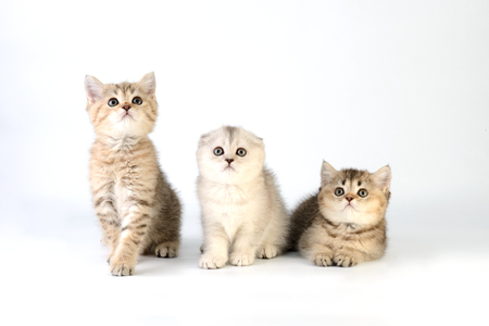 Three kittens Scottish on white backgroundの写真素材