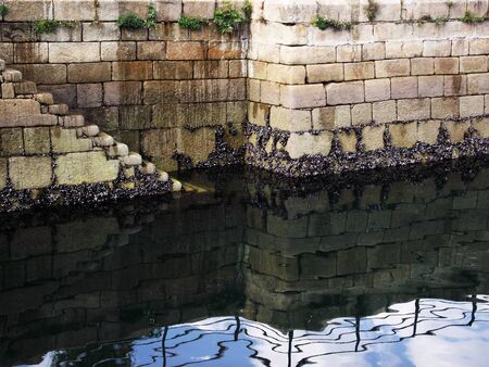 Mussels attached to the wall of the port of Vigo, Galicia. Spain
