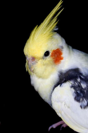 White and yellow cockatielの写真素材