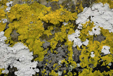 Lichen on a seaside rockの写真素材