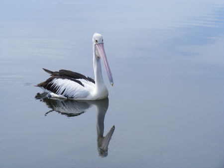Pelican with its image on the waterの写真素材