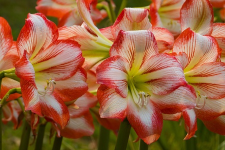 Red and White Flowersの写真素材