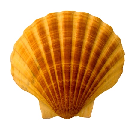 Shellの写真素材