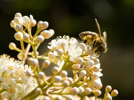 Bee Foraging