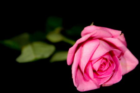 Pink Roseの写真素材