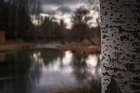 Engraved tree with a calm river in the background at a winter sunsetの写真素材