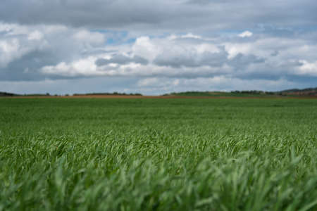 Countryside nature landscape with a field of grass and a stormy sky in UclÃ©s (Cuenca), Spainの写真素材