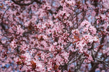 Closeup of spring pink blooming flowers in almond treeの写真素材