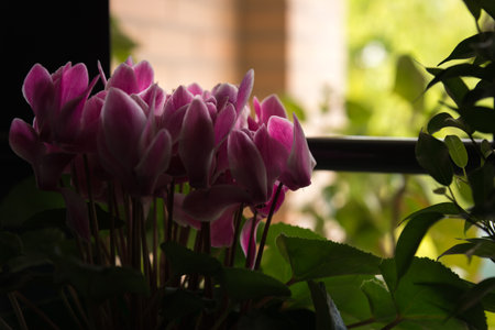 A flowering plant with pink petals in a pot next to a windowの写真素材