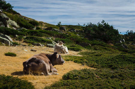 Cows lying on the ground resting in the mountains, PeÃ±alara, Guadarrama, Madrid, Spainの写真素材