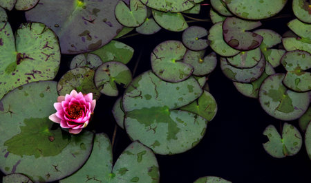 Pink Lily on a green lilypads in a pondの写真素材