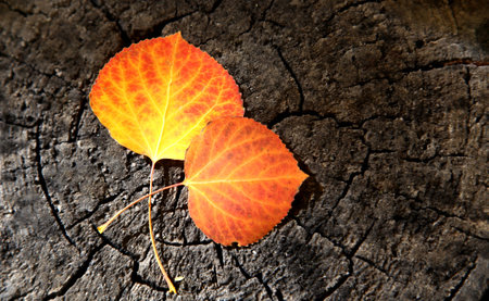 Orange and Yellow Aspen leaves on a wood stumpの写真素材