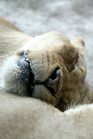Sleeping Lionの写真素材