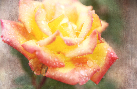 Yellow and Pink Rose Flowerの写真素材