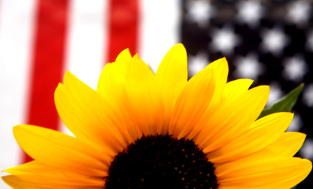 Yellow Sunflower Ptriotic American Flagの写真素材