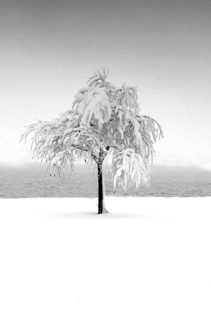 Winter snow on a Tree on a Frozen Lake の写真素材