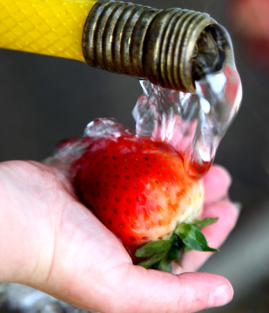 Child Washing a Strawberry with a Garden Hoseの写真素材