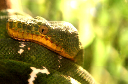 Green Snake coiled on a branch