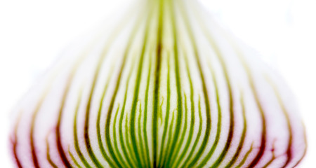 Orchid Flower Petal Purple and Greenの写真素材
