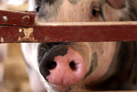 Pink Pig Nose Snout through a Fenceの写真素材
