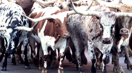 Herd of Texas Longhorn Cows Steers Bulls Cattleの写真素材
