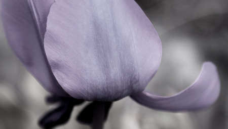 Purple violet Tulip Flower Petalの写真素材