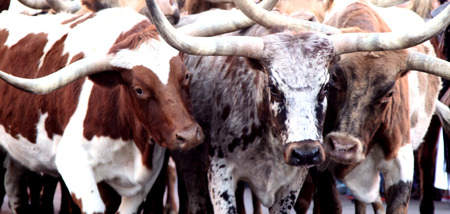 Herd of Texas Longhorn Bull Steer Cow Cattleの写真素材
