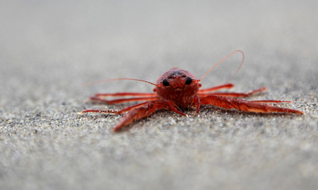 Red Crab on the Ocean Beachの写真素材
