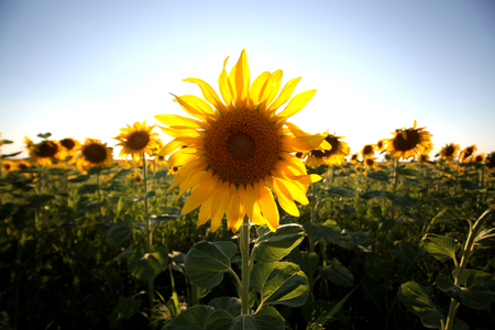 Yellow Sunflower Fieldsの写真素材