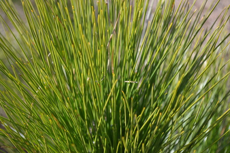 close up of saplingの写真素材