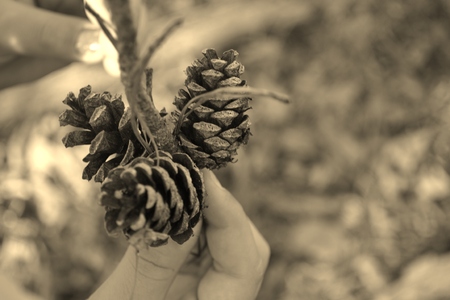small bundle of pinecones in sepiaの写真素材