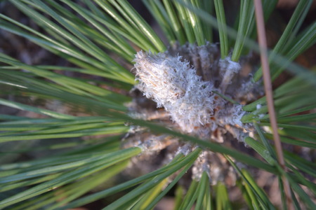baby pineconeの写真素材