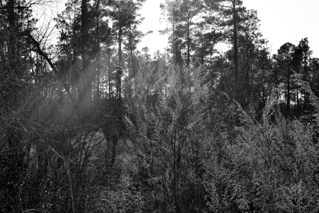 sun shining on overgrowthの写真素材