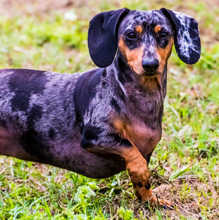 Dachshundの写真素材