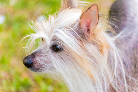 Chinese Crestedの写真素材