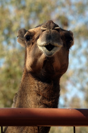 Camels head 2の写真素材