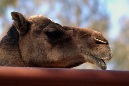 Camels head 1の写真素材