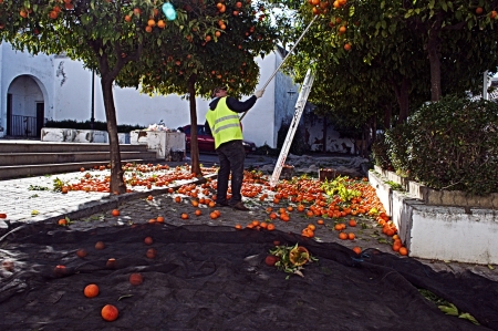 Carmona, Seville, 6th February 2013: Urban life 9: People picking orangesのeditorial素材