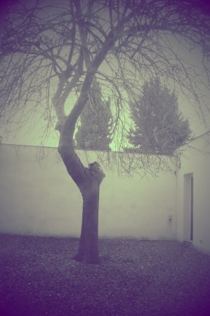 Lonely tree 25  Greenish variationの写真素材