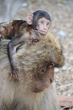 Variation on Gibraltar apes 