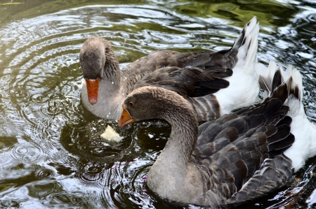 Goose on the waterの写真素材