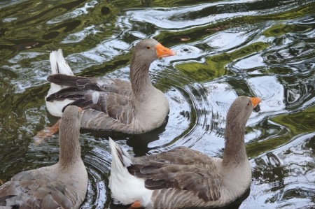 Goose on the waterの写真素材