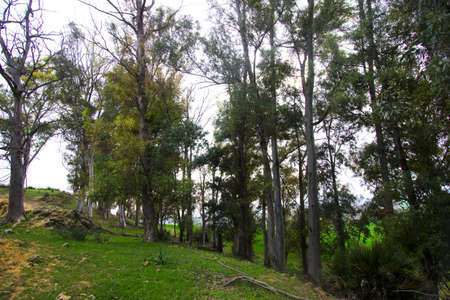 This is a landscape of Carmona in the so called Alcor, a geological fault that goes from La Campana...