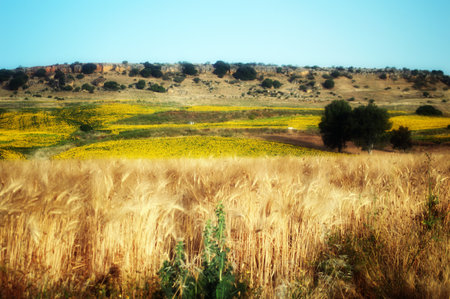 This is a country landscape - a field of sunflowers. In the front there is also a wheat fieldの写真素材