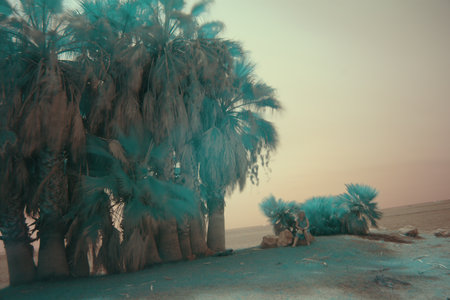 These are palms on the beach of Salobreの写真素材