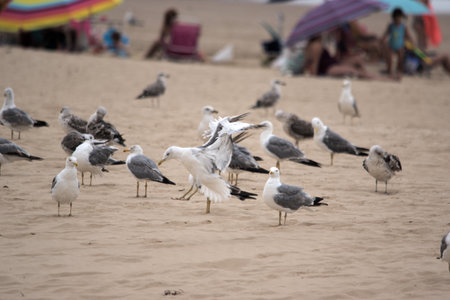 Seagulls are not afraid of people. These ones are on the beach of Valdelagrana, Cadiz and people respect themの写真素材