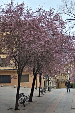 Almond trees start to be in bloom at the end of January. They have beautiful flowers. These ones are in the streets of Caceresの写真素材