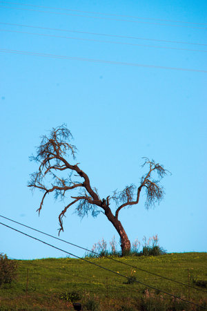 This is a lonely tree near the Roman Necropolis, a very important Roman monument